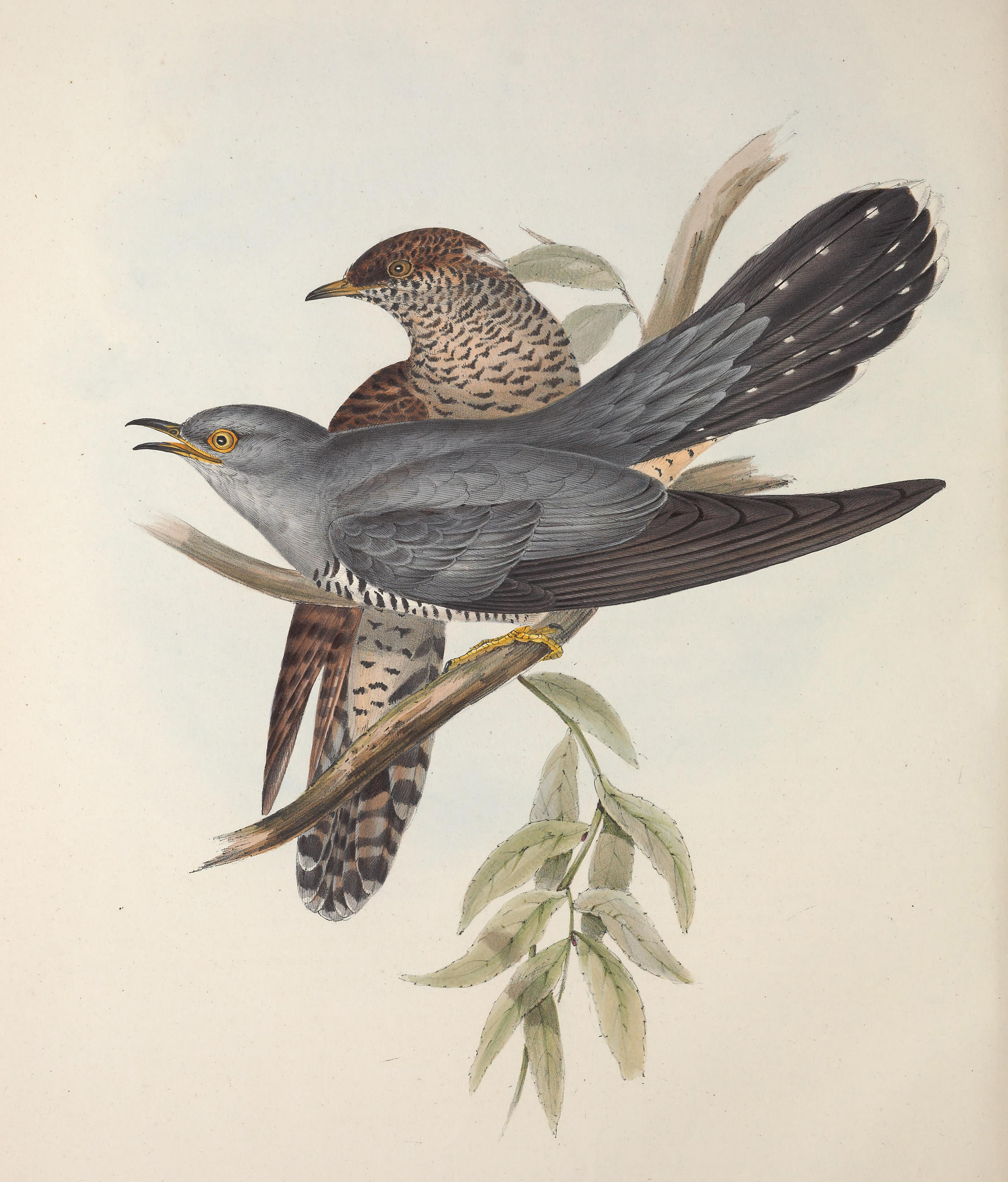 cuckoo