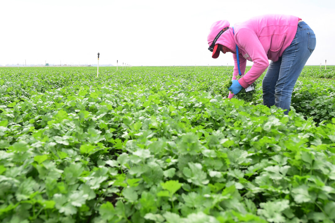 A worker picks cilantro in California, in this file photograph. (Frederic J. Brown/AFP via Getty Images)