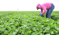 Parsley, Cilantro May Be Behind Some Cyclosporiasis Cases: North Carolina Officials