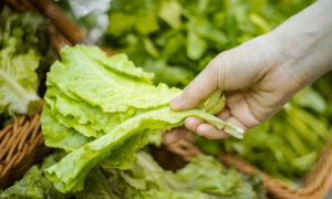 How to Pick and Wash Lettuce Amid Parasite and Bacterial Outbreaks