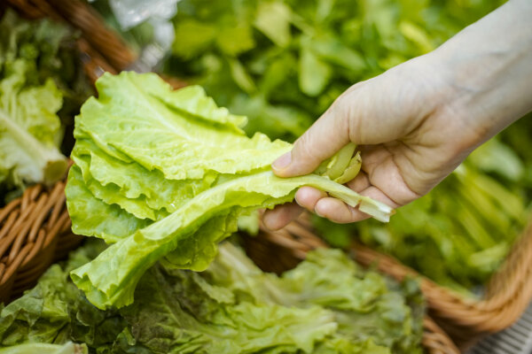 How to Pick Your Lettuce Amid Parasite Outbreak