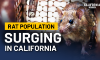 Why California’s Rat Problem Keeps Growing | Panel