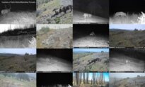 Ranchers’ Hands Tied as California Wolf Attacks Grow