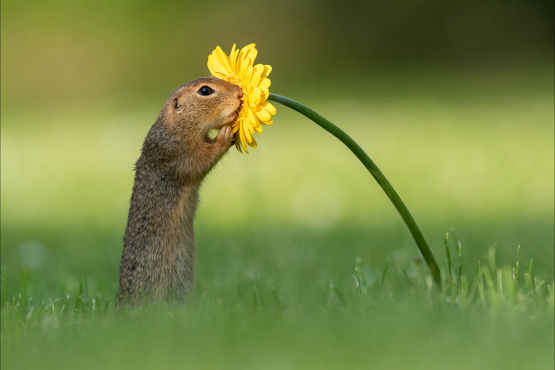 342-ground-squirrel-348