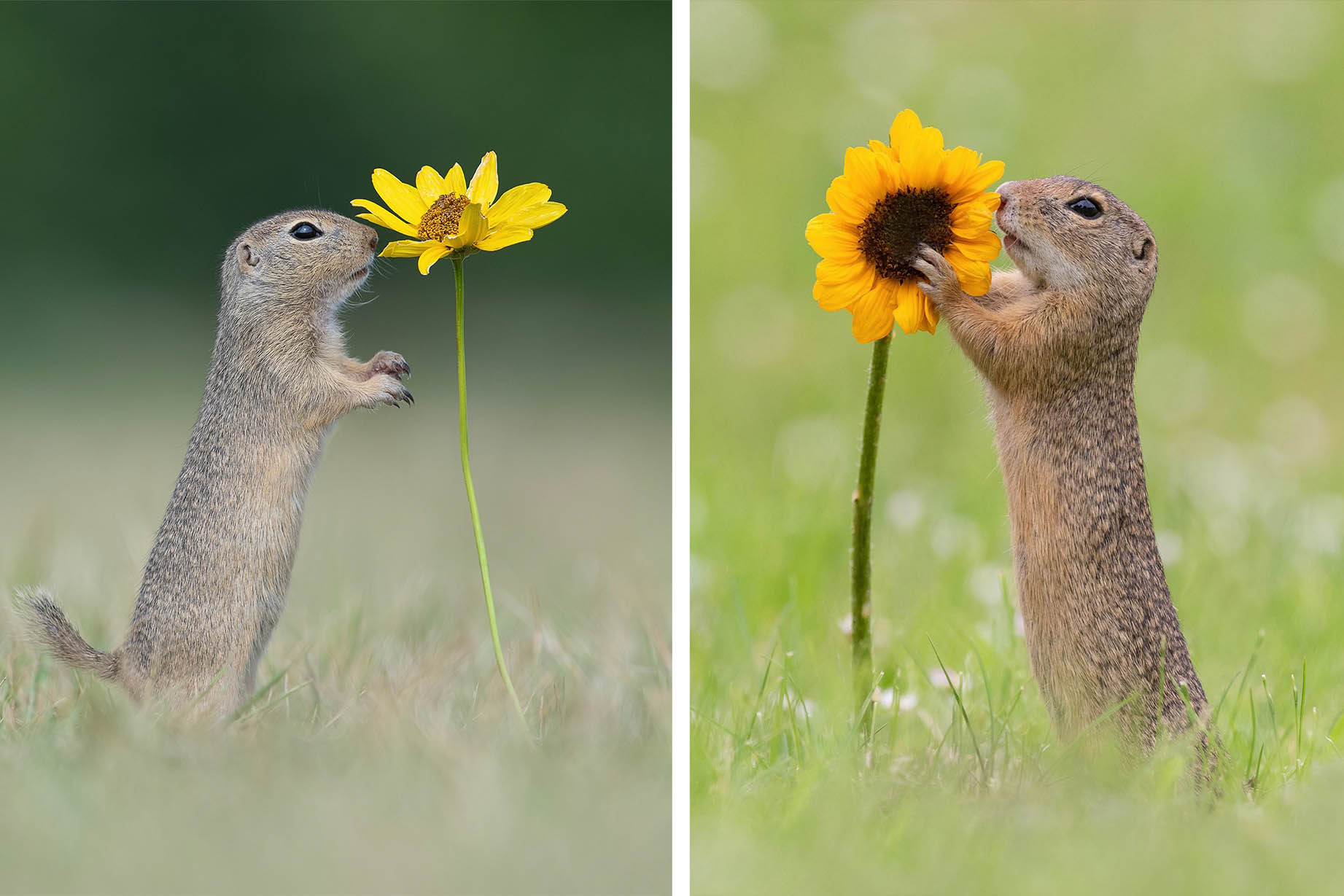 342-ground-squirrel-656