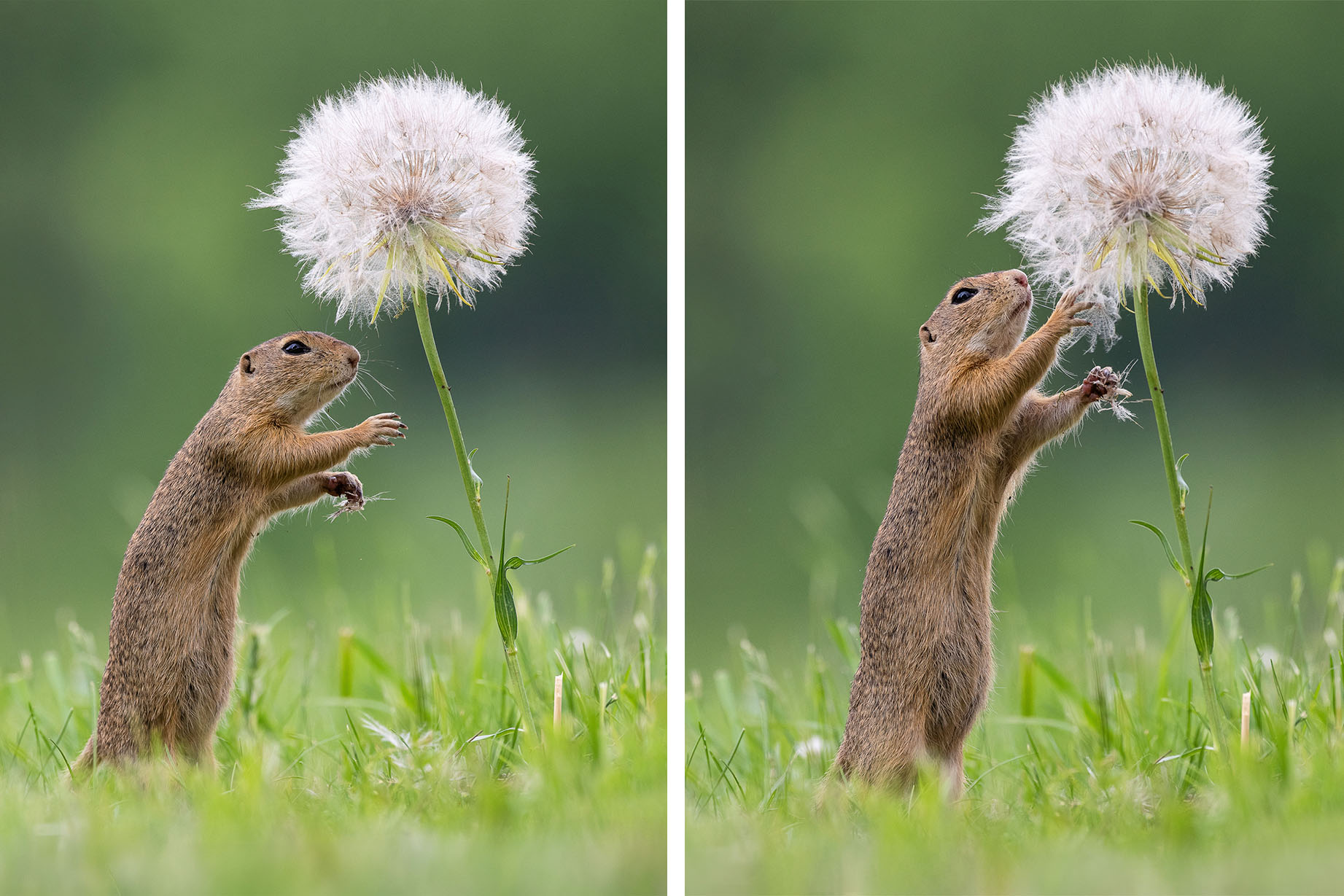 342-ground-squirrel-867