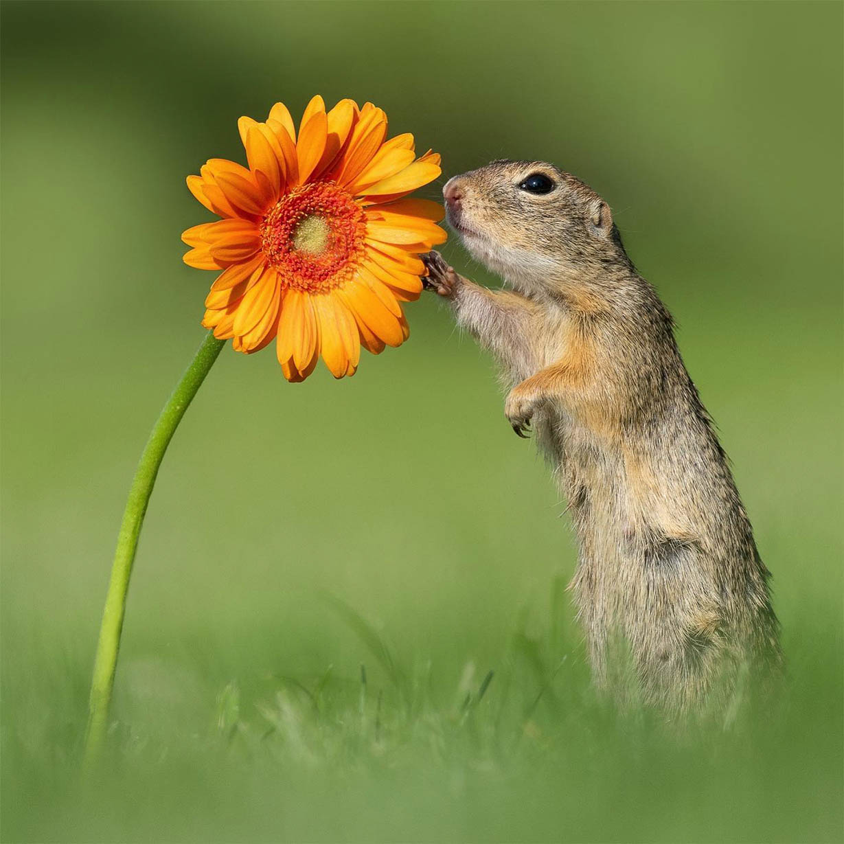 342-ground-squirrel-00