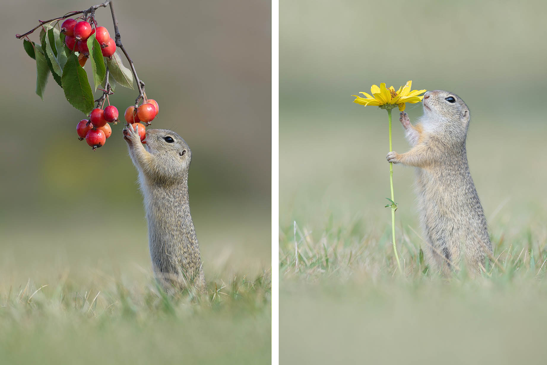 342-ground-squirrel-77