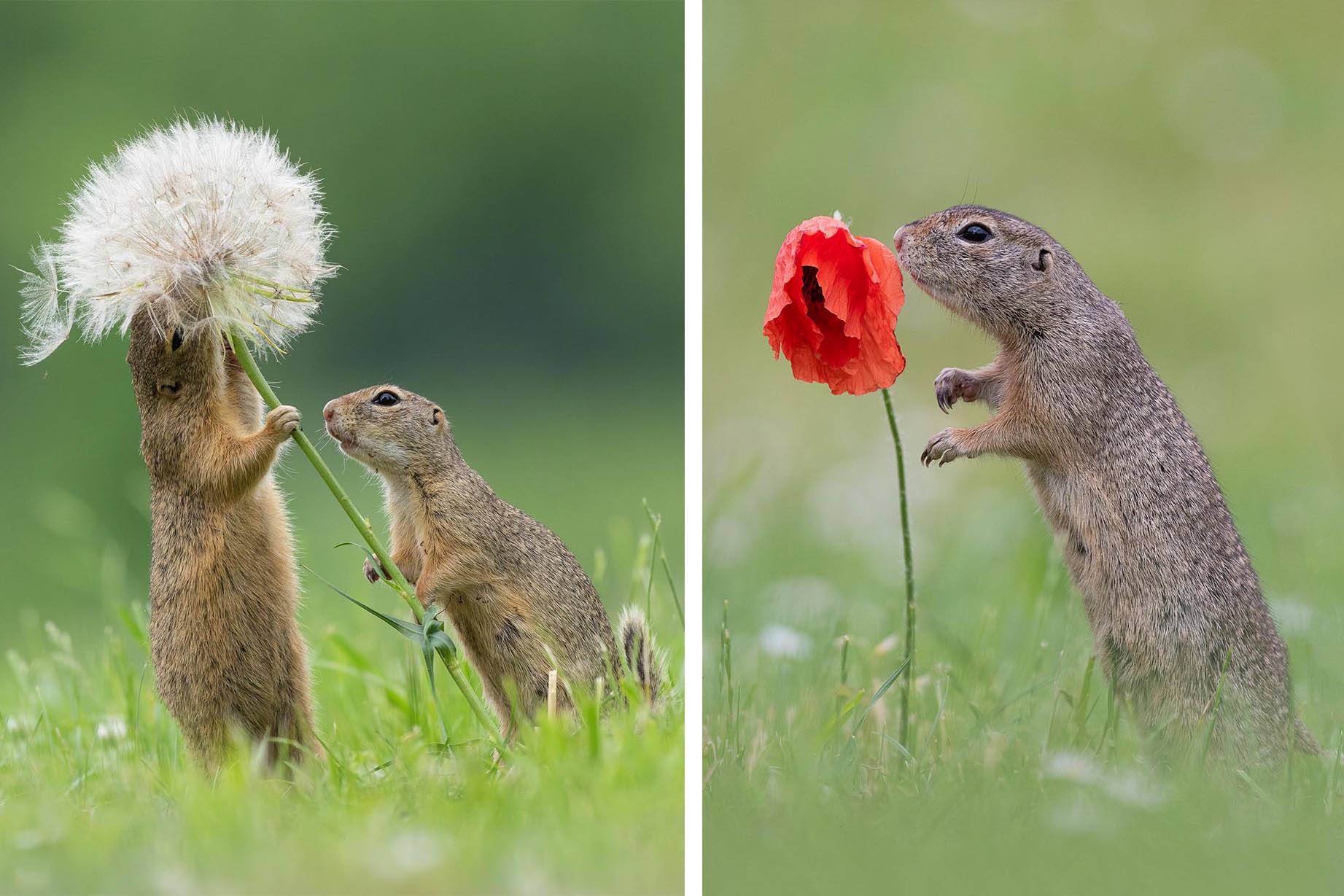 342-ground-squirrel-7700