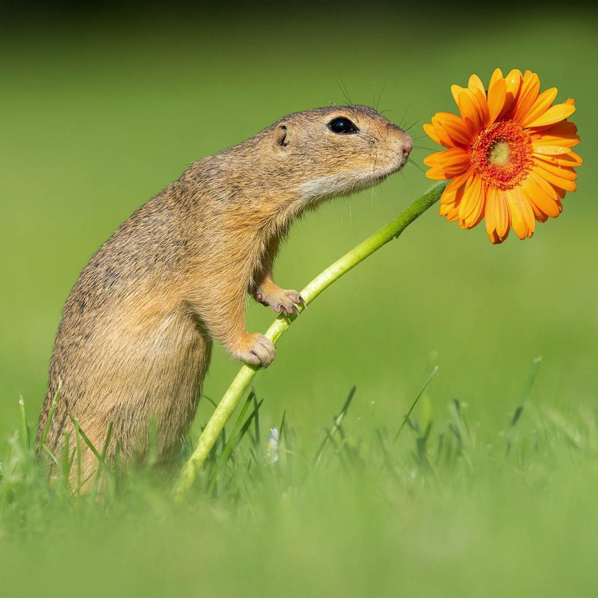 342-ground-squirrel-00435564
