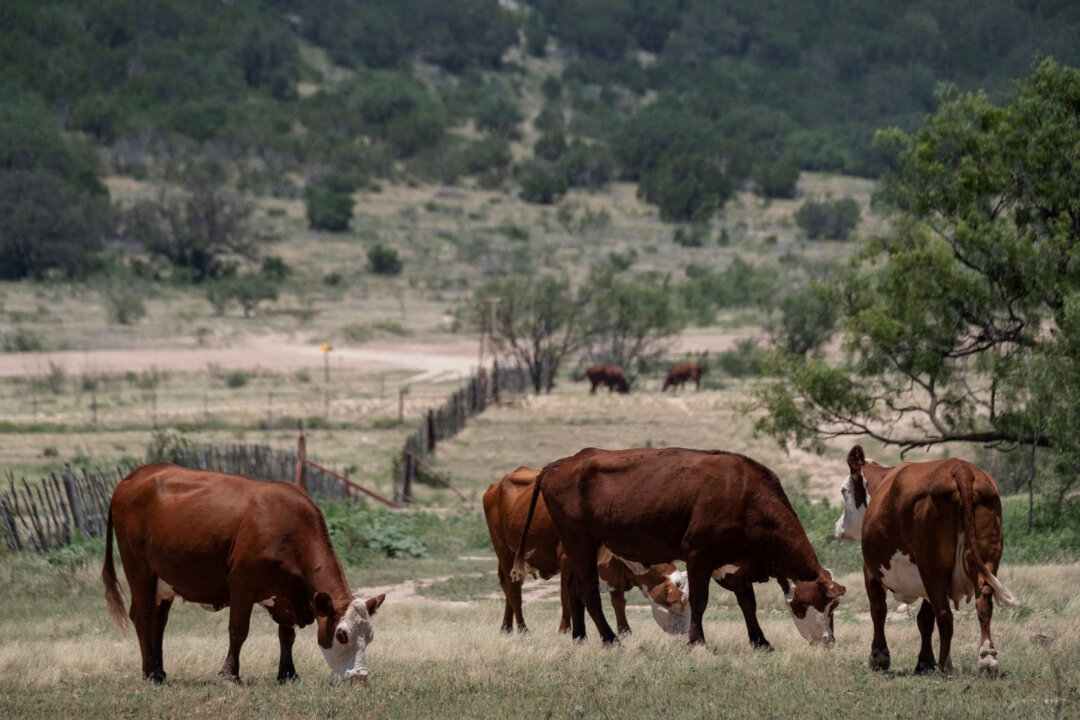 “USDA Invests $25 Million in Cutting-Edge Arizona Facility to Safeguard American Cattle Industry”