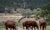 USDA to Fund $25 Million Sterile Fly Facility in Arizona as Cattle Imports From Mexico Resume