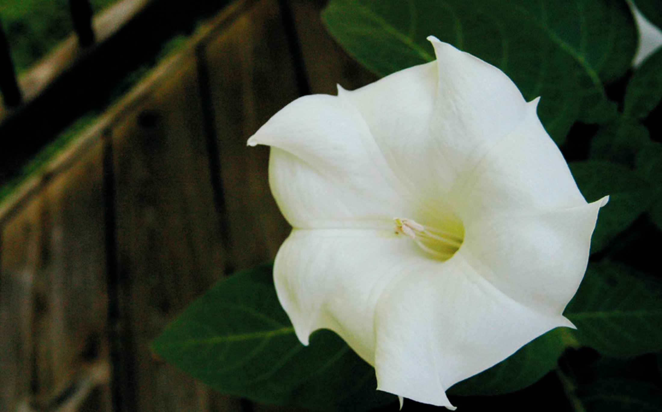 Planting a Summer Moon Garden