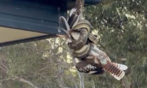 Back From the Brink: Is This Australia’s Luckiest Kookaburra?