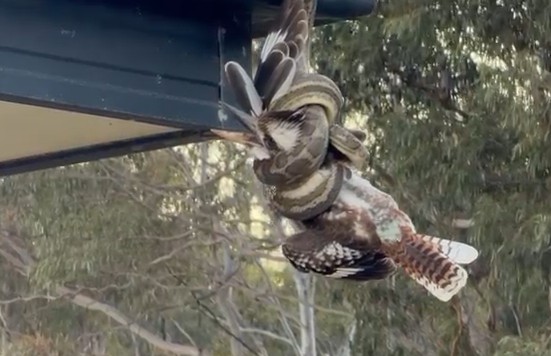 An image from a dramatic video showing the two animals dangling from a roof in Clinton, Queensland. (Courtesy of David Voss)