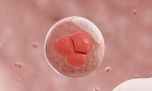 How Aged Cells Revert to Stem Cells to Repair the Body