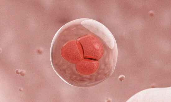 How Aged Cells Revert to Stem Cells to Repair the Body