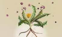 Dandelion Shows Promise Against Cancer. Human Trials Are Needed