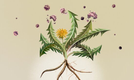 Dandelion Shows Promise Against Cancer. Human Trials Are Needed