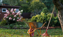 September Gardening Tasks: Preparing the Garden and Yard for Winter