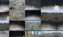 Ranchers’ Hands Tied as California Wolf Attacks Grow