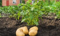 Unusual Potatoes