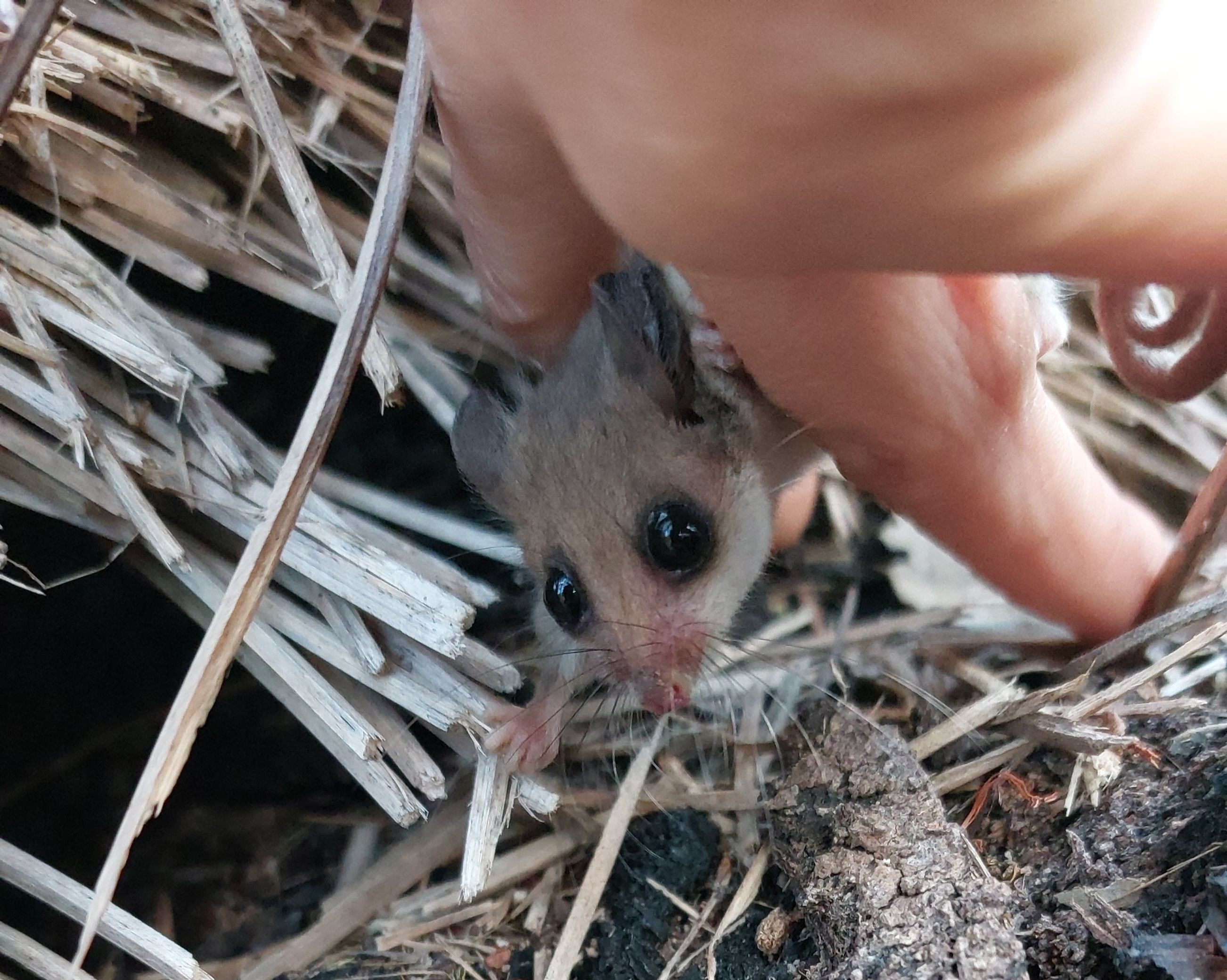 Western Pygmy Possum (Cercartetus concinnus) Bryony Palmer