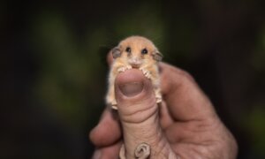 Rare Tiny Possum Officially Found in Sanctuary Almost 30 Years After Last Sighting