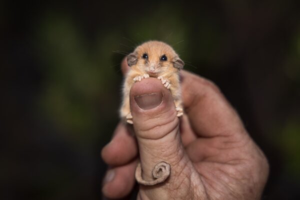Rare Tiny Possum Officially Found in Sanctuary Almost 30 Years After Last Sighting