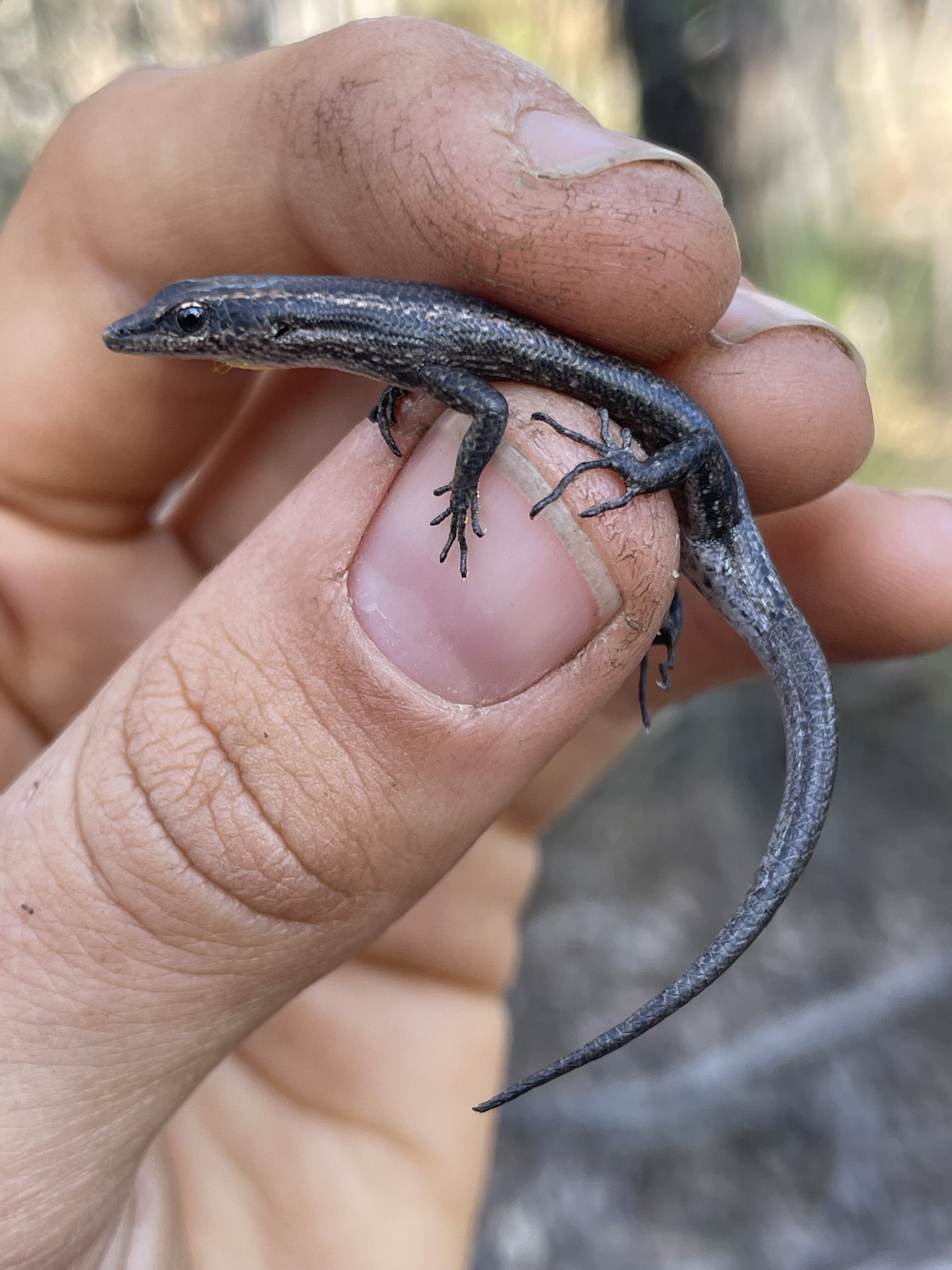 9ASouthwestSnake-eyeSkinkphotographedatKarakamiaHarrietHartejpg-20260806084517806