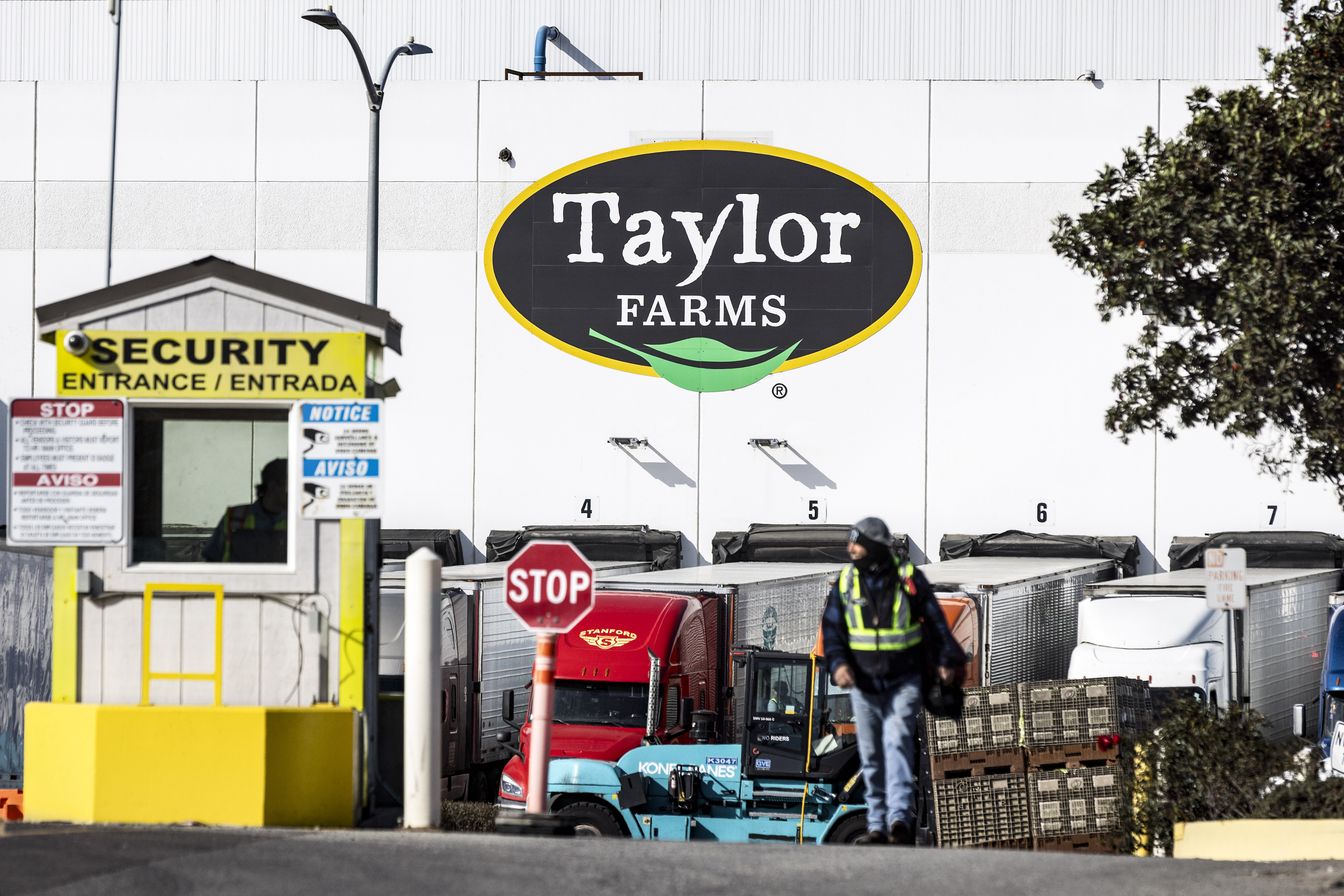Cyclosporiasis Outbreak Traced To Iceberg Lettuce From Produce Giant Taylor Farms