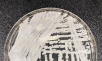 Cases of Potentially Deadly Fungus Detected in 27 States So Far This Year, CDC Says