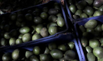 US Ceases Avocado Inspections in Mexican State of Michoacán Over Threat to American Interests