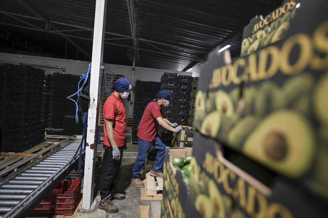 US Partially Resumes Avocado Inspections in Mexico