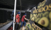 US Partially Resumes Avocado Inspections in Mexico