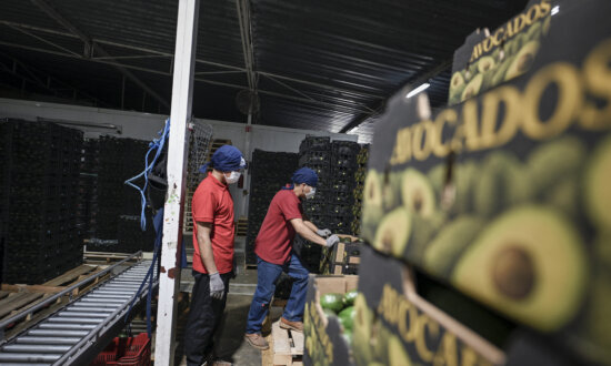 US Partially Resumes Avocado Inspections in Mexico