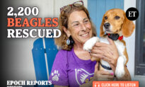 🎧 Beagles Rescued from Lab Pipeline Find Sunshine, Grass, and Forever Homes | Nanette Holt