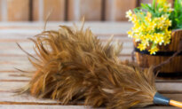 The Neglected Feather Duster