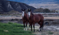‘It Takes a Village’: Okanagan Community Rallies to Rescue Horses From Wildfire
