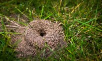 How to Keep Ants Away Once You’ve Treated the Ant Hill