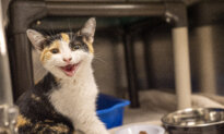 Second Cat Has Contracted Rabies in Quebec’s Montérégie Region, Health Officials Say