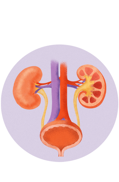 icons-kidney-anatomy
