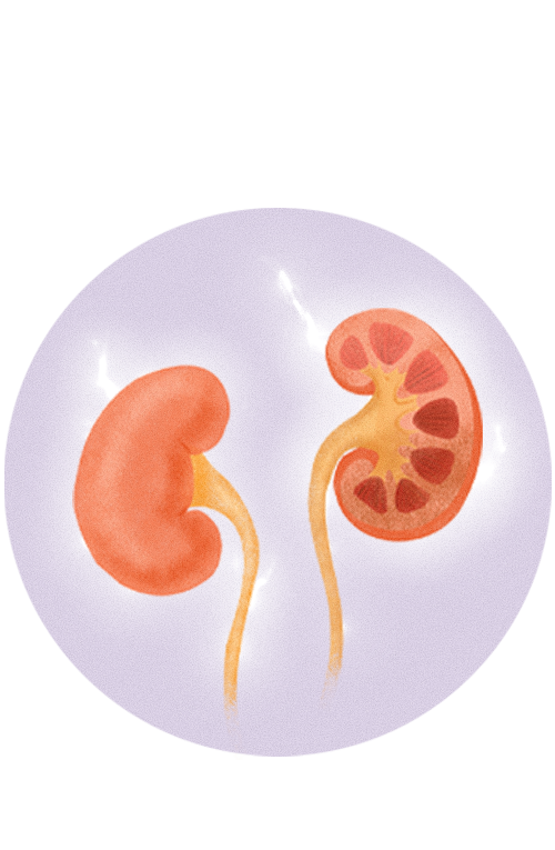icons-kidney-energy