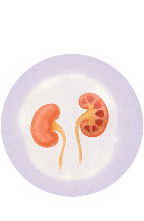 icons-kidney-spirit
