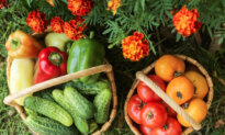 August Garden Checklist: What to Do Now
