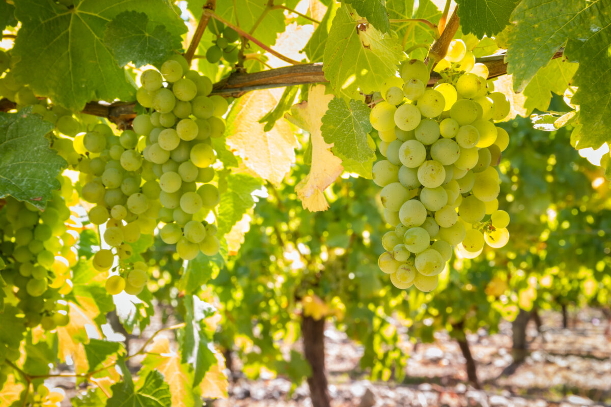 Sauvignon blanc has become so popular that rising grape prices could eventually leave some favorite bottles in short supply. (patjo/Shutterstock)