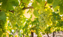 Sauvignon Blanc Is Hot