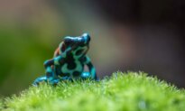 My Life as a Frog