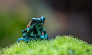 My Life as a Frog