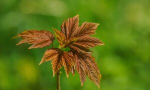 Plant a Maple Tree